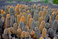 Cactus on Genovesa, Galapagos