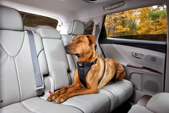 Jak bezpiecznie przewozić psa samochodem? Psia Rada