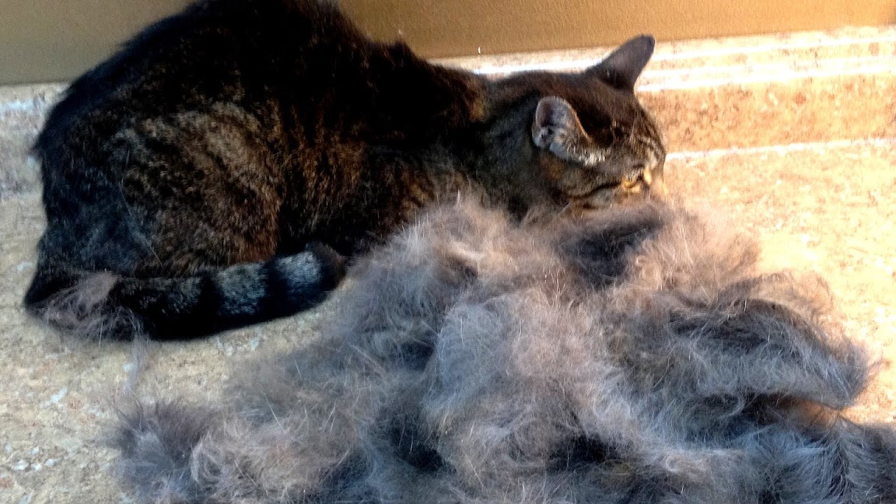 Moulting Cats Shedding Cat Choices