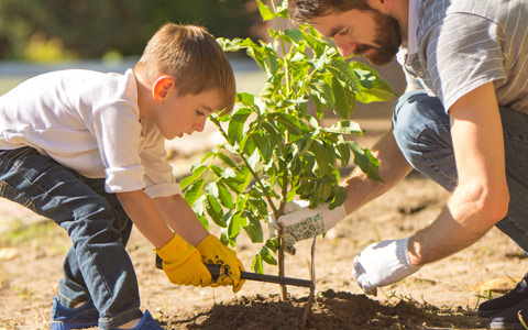 Tree planting and care by father and son