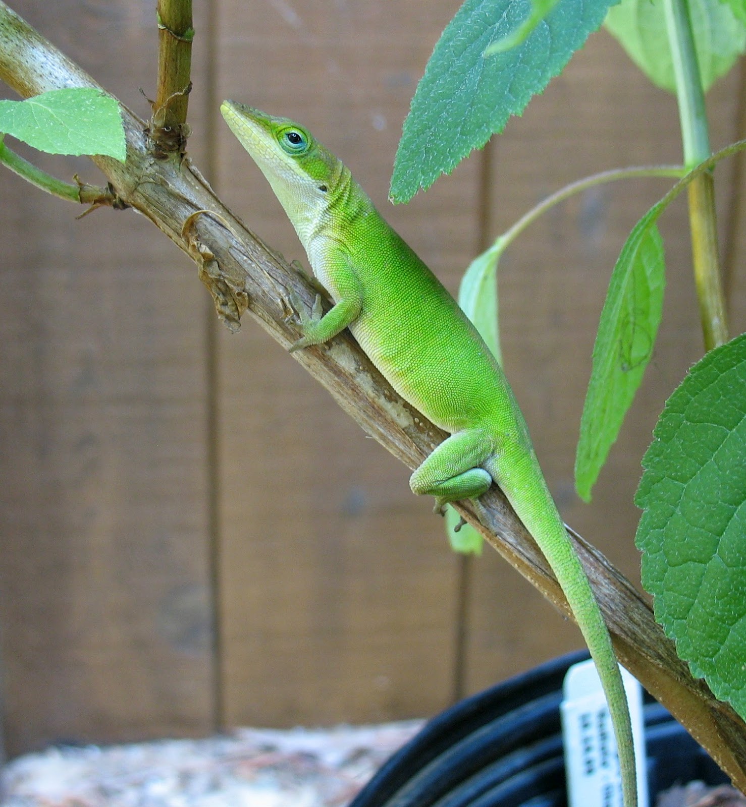 Using Native Plants Everyday Nature