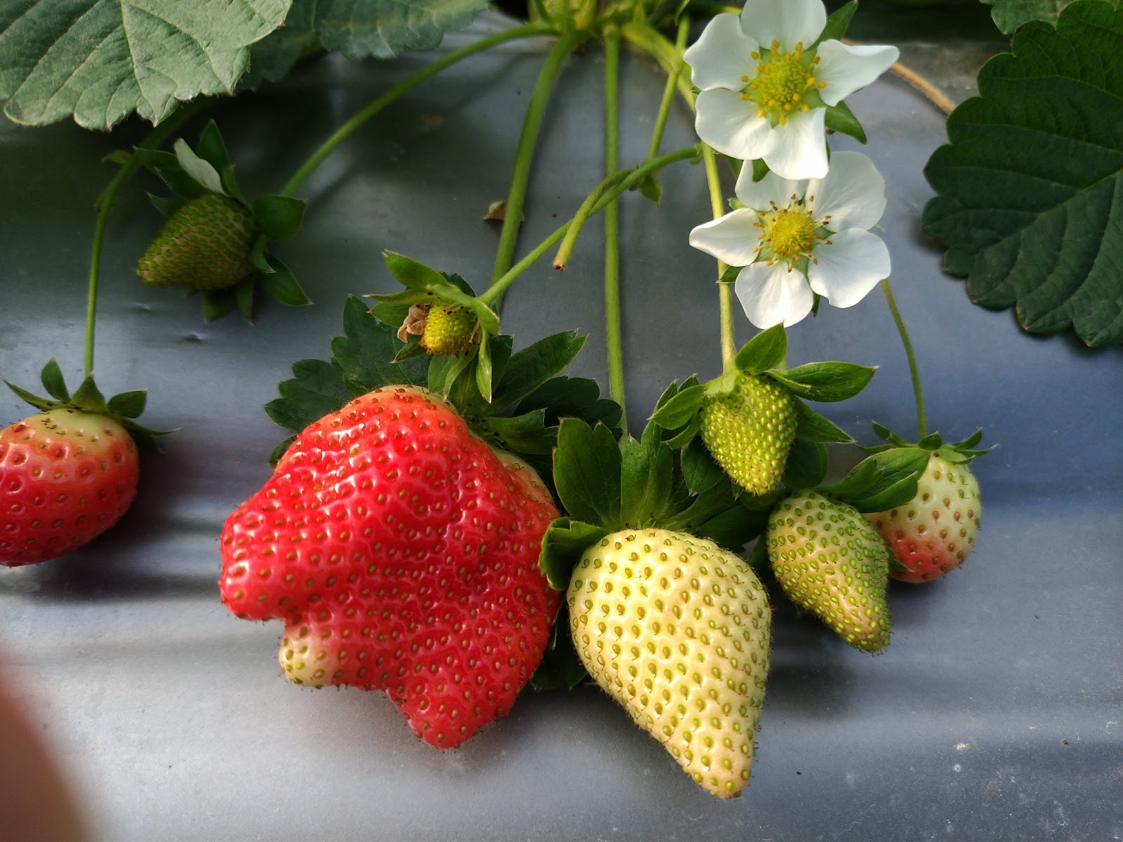 Strawberries in winter 白石湖草莓園