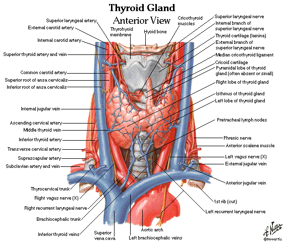 Dentistry And Medicine 280 Head And Neck Anatomy Mcq Multiple