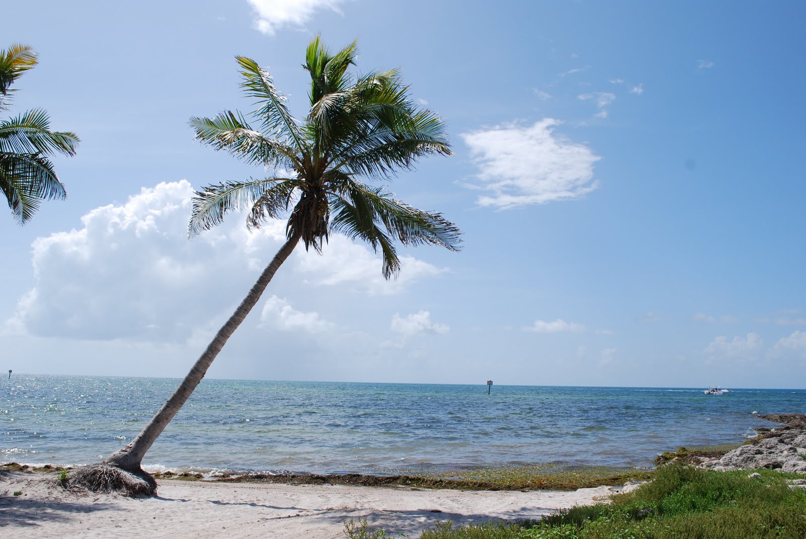 Vision Pictures Leaning Tower of Palm Trees