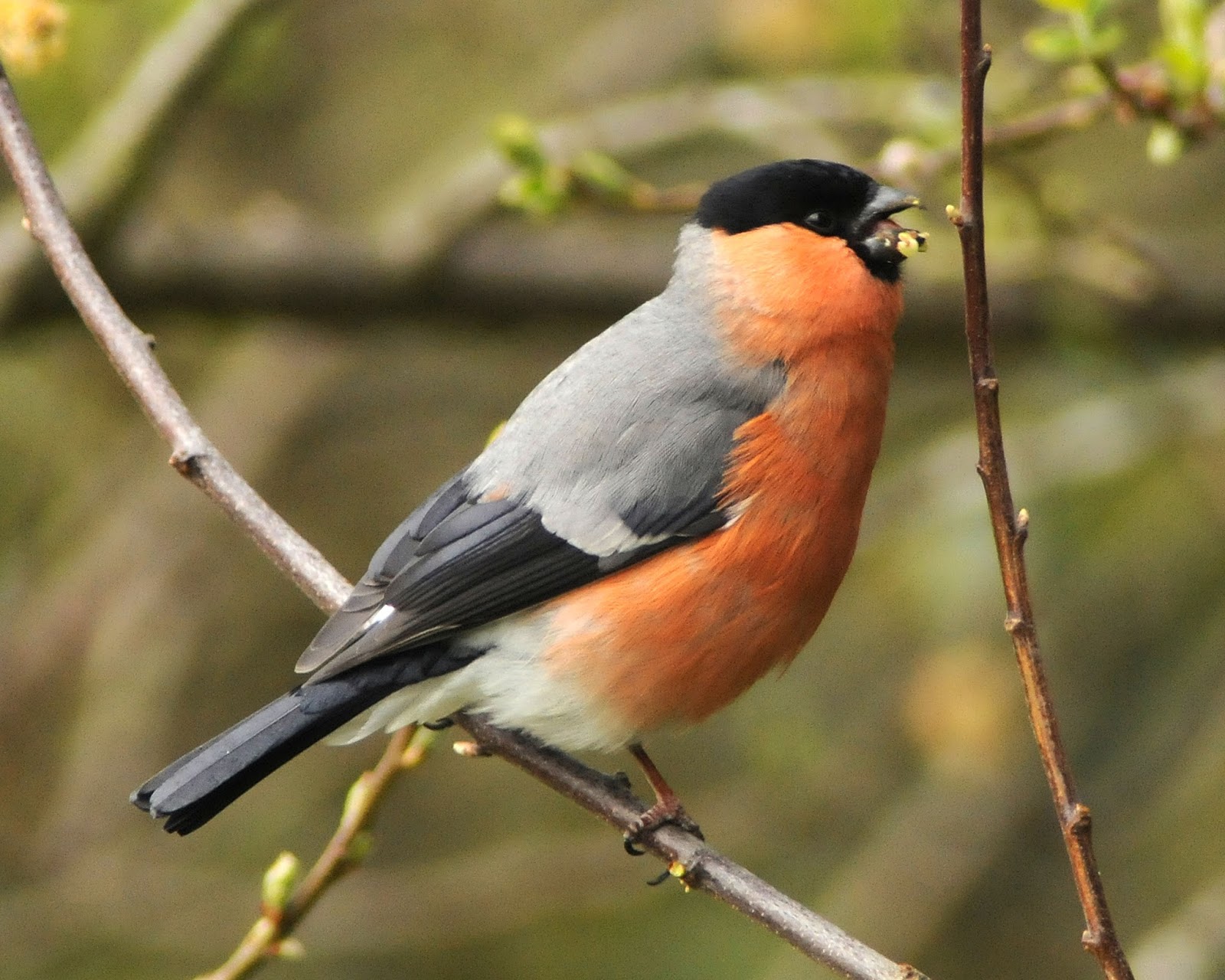 BirdWatch Ireland's Conservation Team blog Irish Garden Birds Bulky