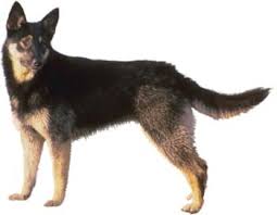 Anjing Ras American Alsatian