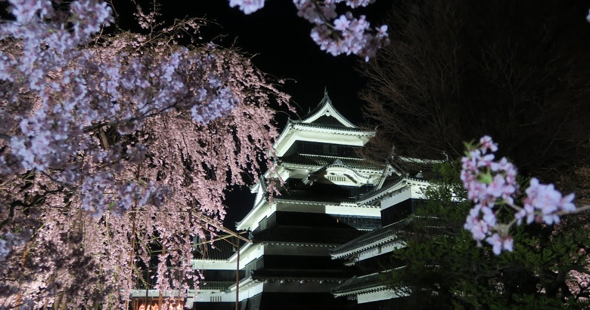 旅行養分 日本 長野 當櫻花遇上國寶松本城 一年一度夜櫻盛會 必看夜晚和白天各有不同風貌的松本城