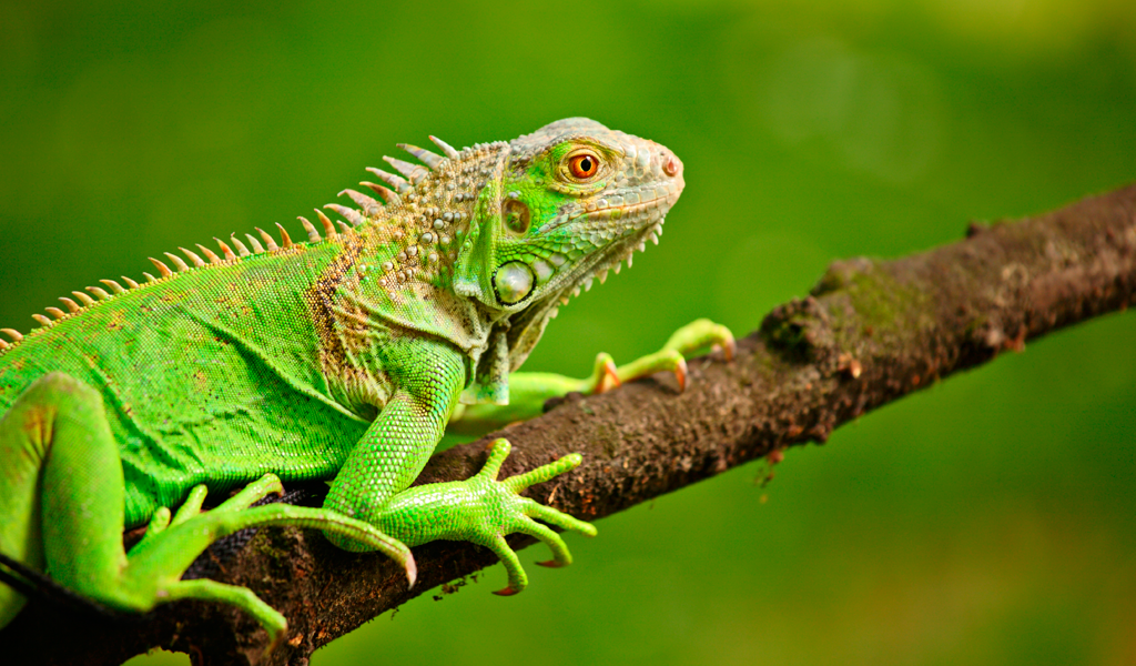 Reptiles Iguanas