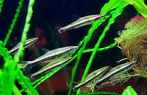 Pencil Fish ~ Aquatic Animals