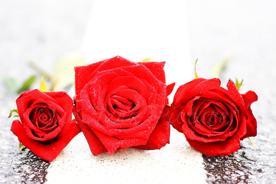 My Whatever Story Red Rose means LOVE.