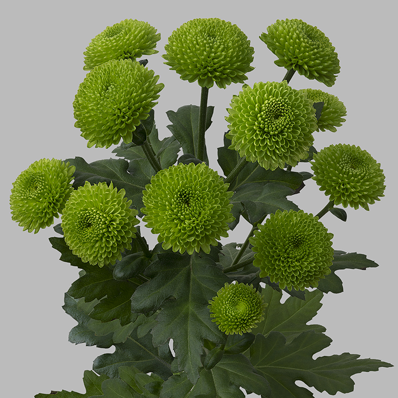 Всё о бегониях и не только... Chrysanthemum 'Code Green' и другие