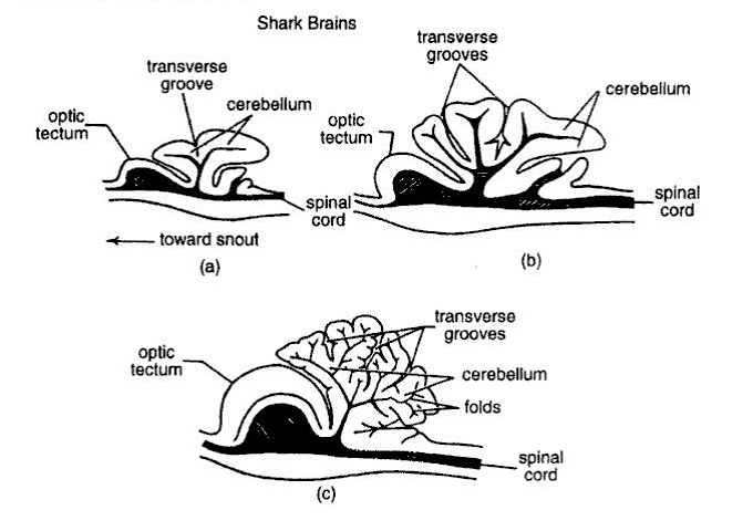 Какой мозг акулы. Optic Tectum. Мозг акулы строение. Головной мозг акулы фото.