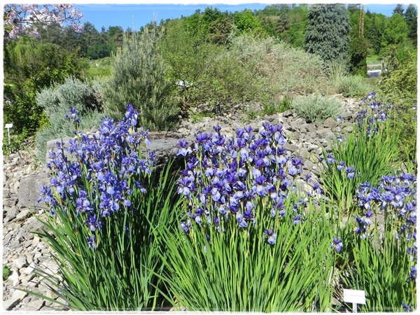 Neues Vom Lindenhof Pflanzenborse Im Bot Garten Wurzburg