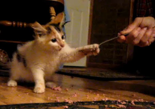 Video : スプーンは嫌い言うてるやんけ ! ! と怒りながら、無我夢中で食べまくる子ネコ ! !