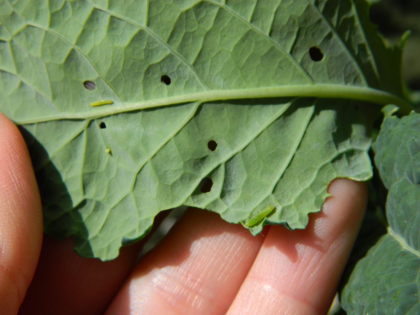 Gardens + Insects Small Green Caterpillars on Kale Leaves Answered