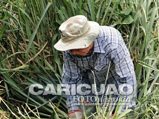 CARICUAO FOTO HISTORIA: Jornada de Reforestación Vecinos UV-9