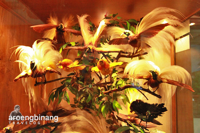 rahmat international wildlife museum gallery