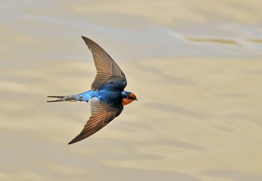 Real World Gardener Welcome Swallow in Wildlife in Focus