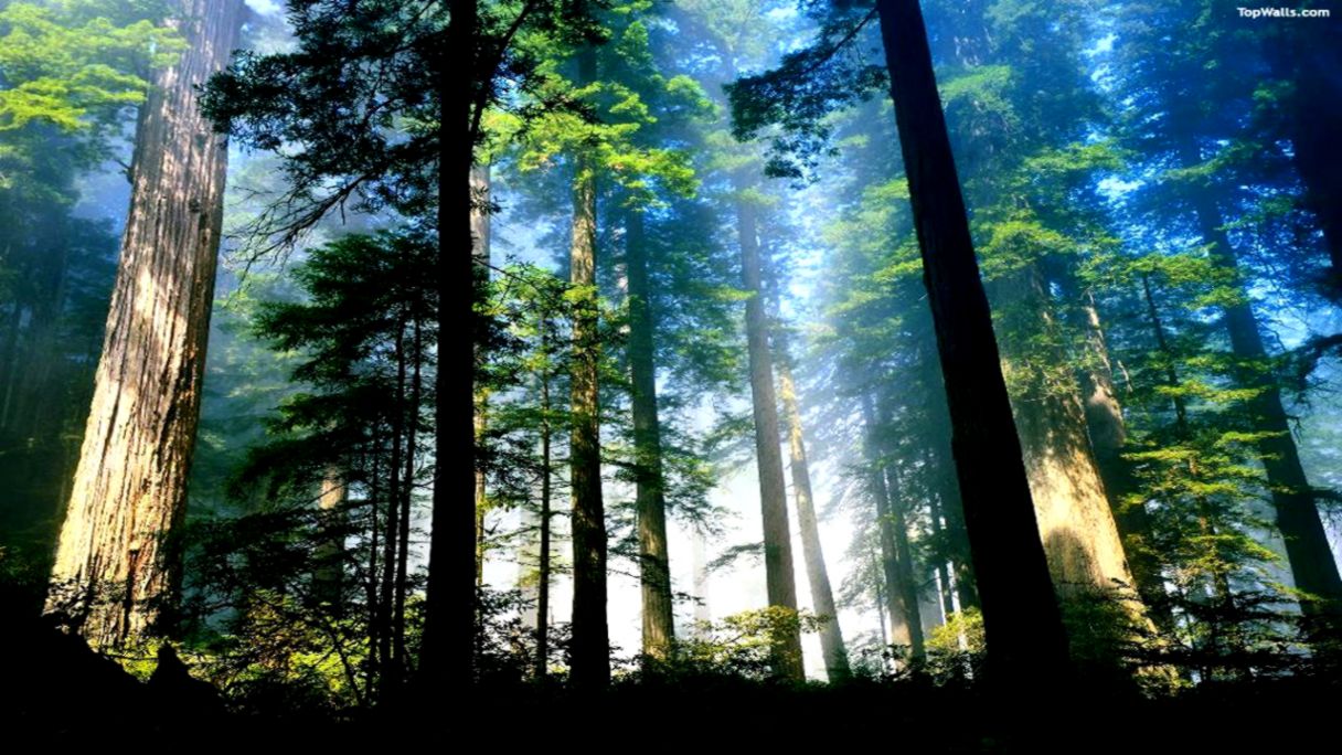 Redwood Forest   Desktop Wallpaper