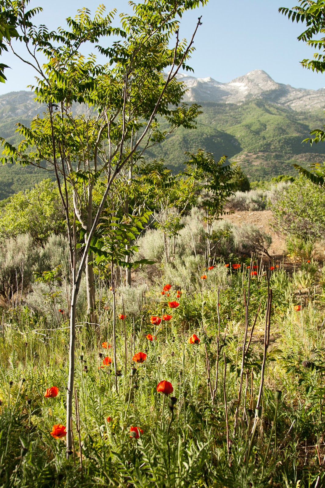 abby keele photography: Utah County Picture Locations