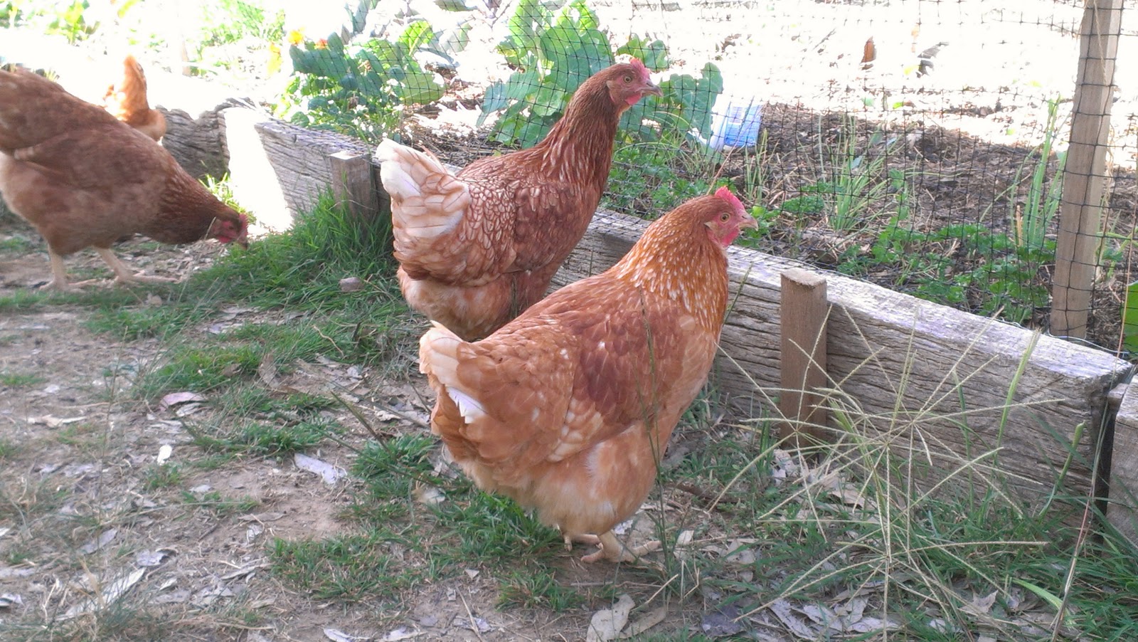 Glut a year in my patch Birds and onions