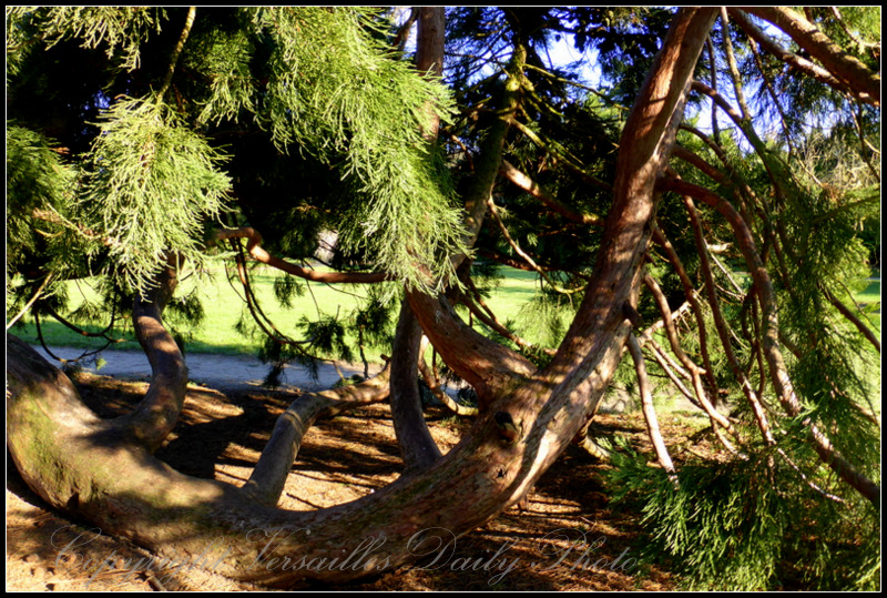 Giant sequoia Petit Trianon Versailles