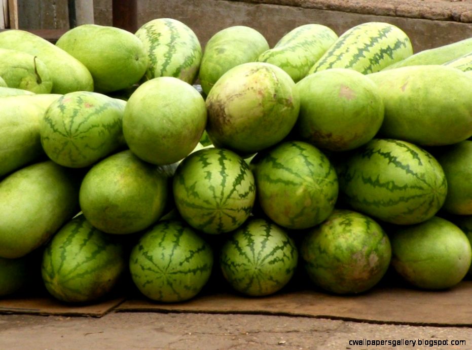 Amazon Rainforest Fruit Trees Wallpapers Gallery