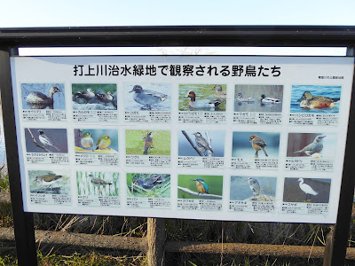 打上川治水緑地で観察される野鳥たち