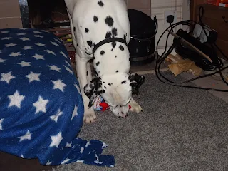 dalmation playing with dog toy 