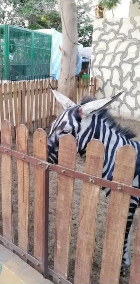 Egyptian Zoo Painted A Donkey Black And White To Pass It Off As A Zebra