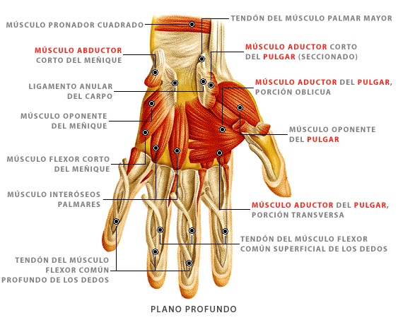 DISEÑO BIOMECÁNICO 1: MÚSCULOS QUE INTERVIENEN EN LA CONTRACCIÓN DE LA MANO