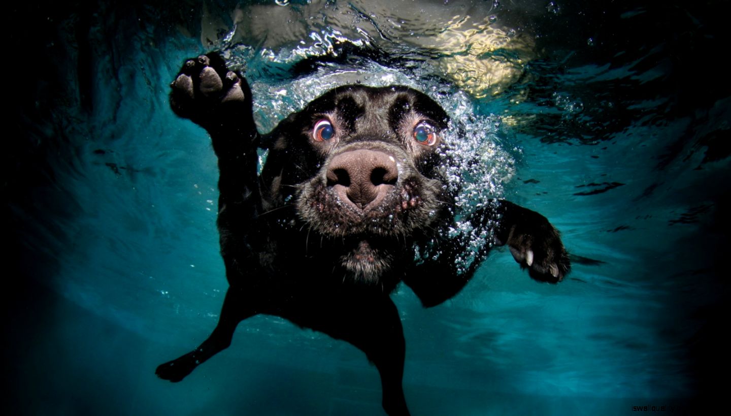 Funny Dog Diving Hd Wallpaper