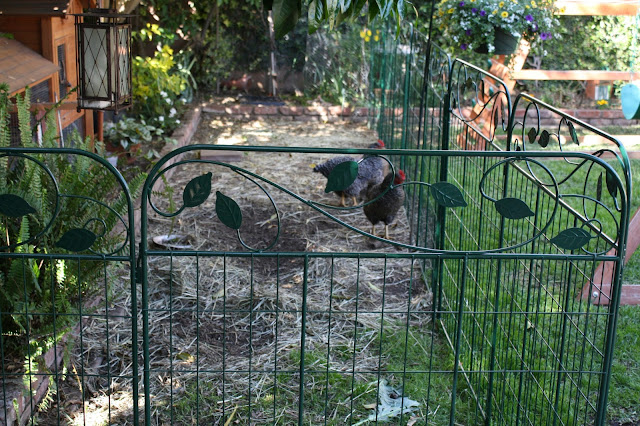 Chicken fence panels