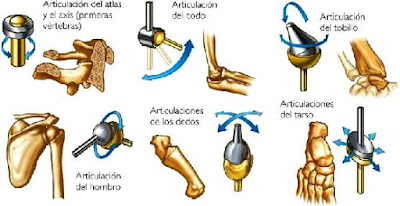 Articulaciones de distintas partes del cuerpo 