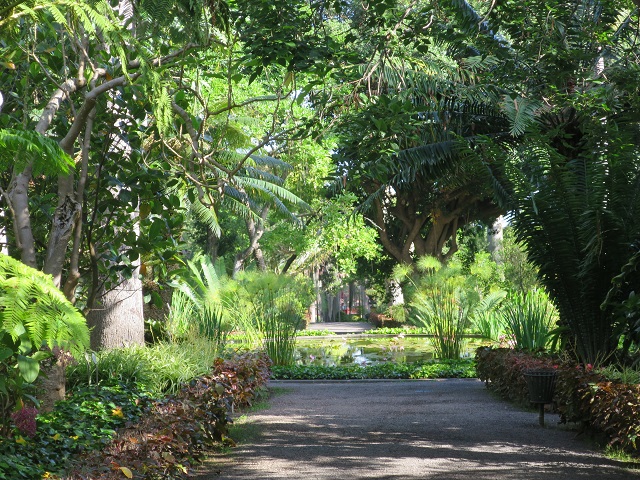 Le vieux Clos : Le jardin botanique de Puerto de la Cruz (1)