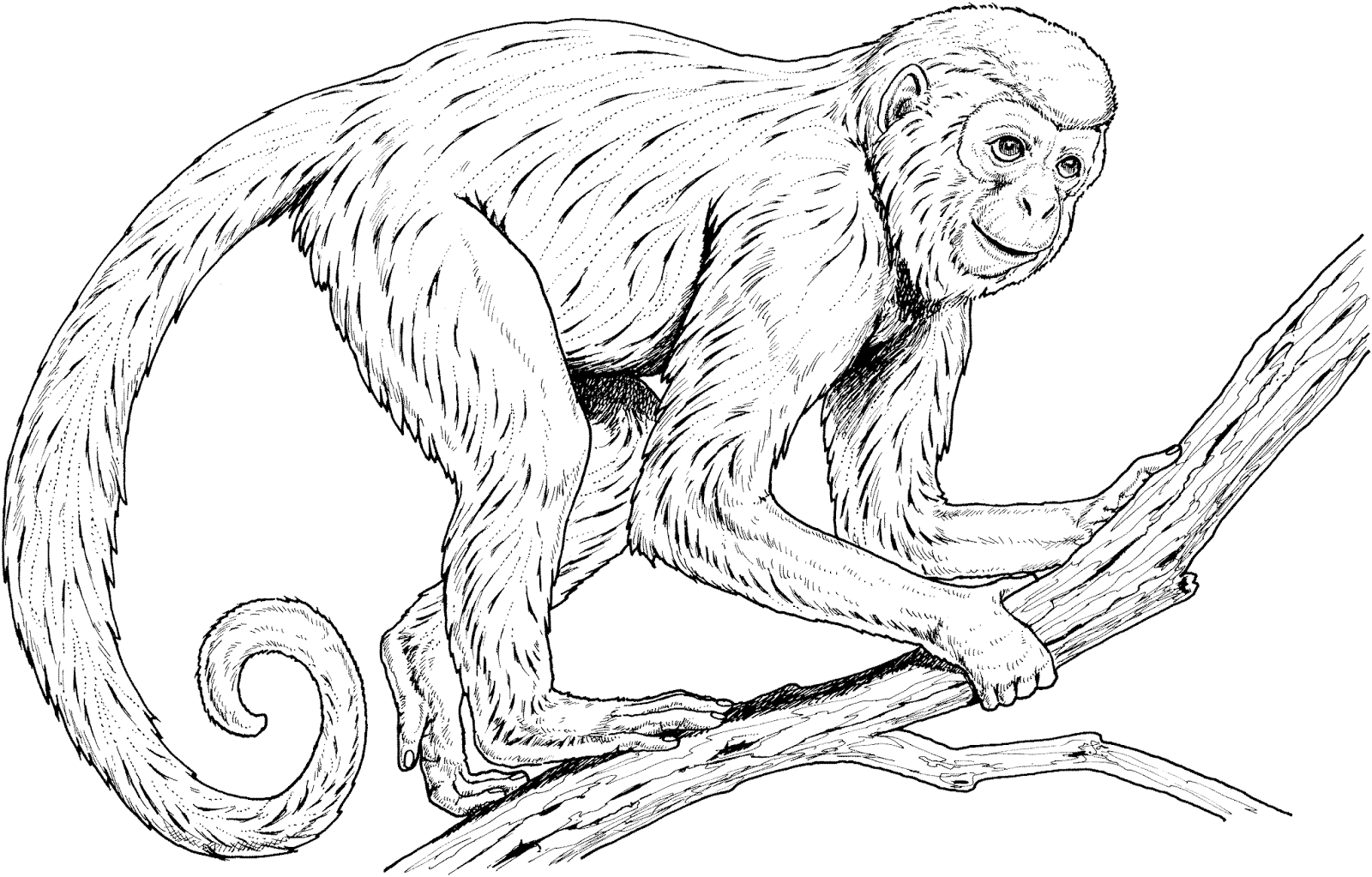 Sketsa Monyet