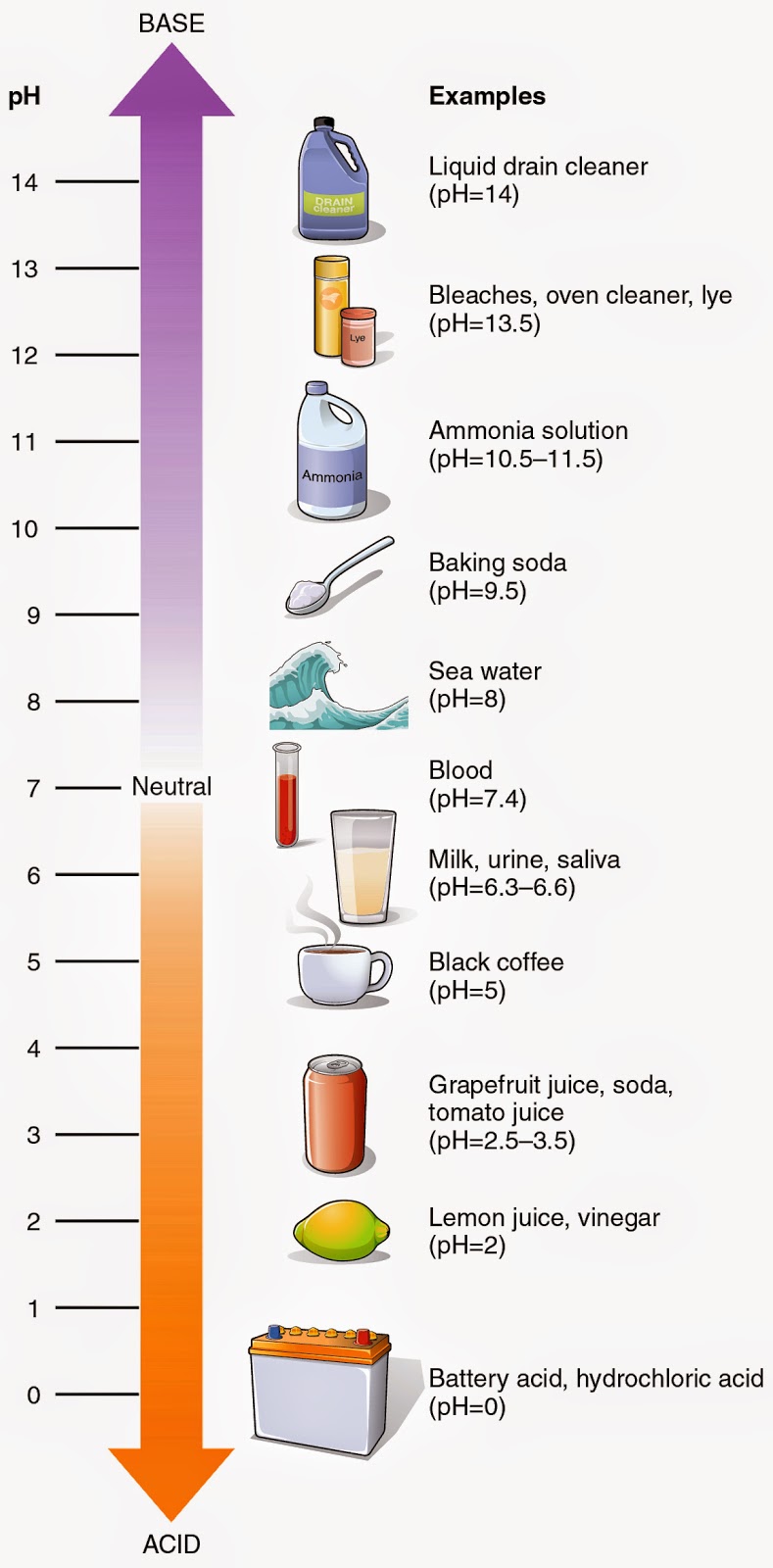 Trailing Normal: Urine