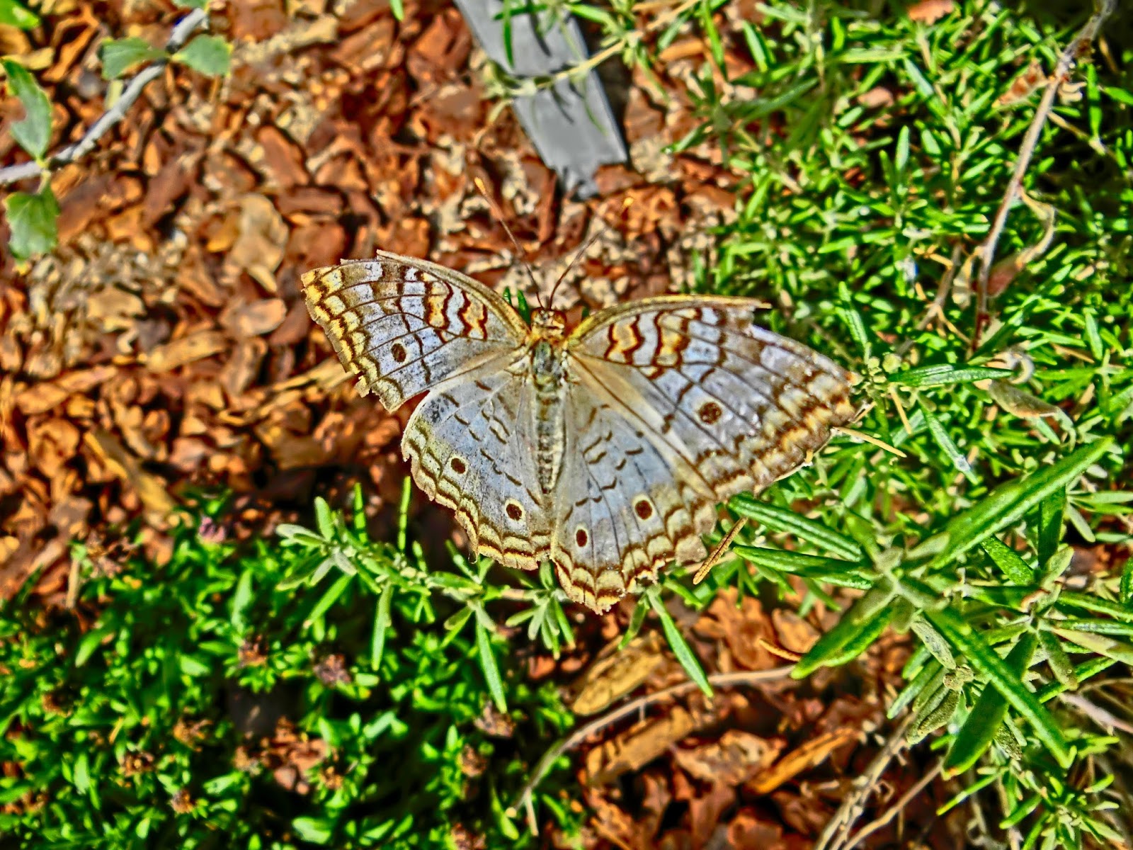 Nau speak Vegas Springs Preserve Butterfly Exhibit