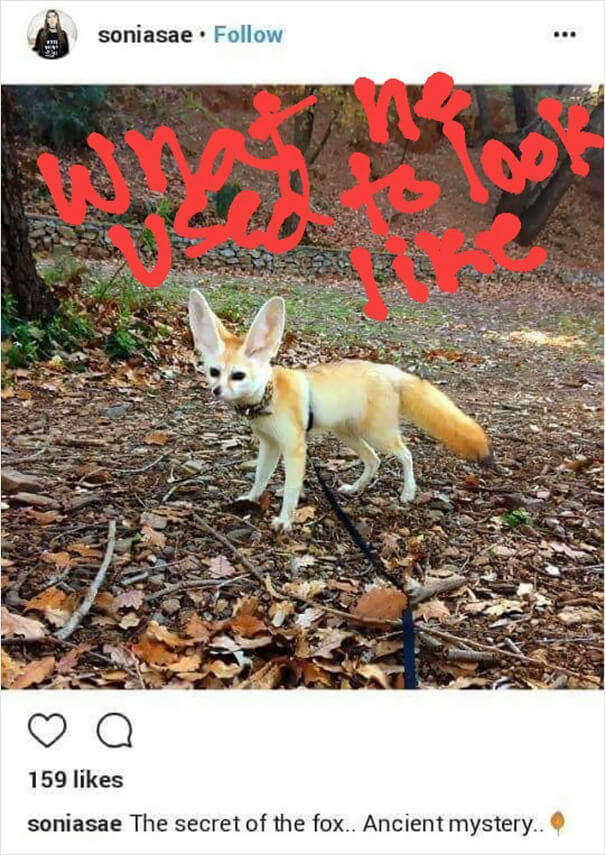 Vegan Woman Made Her Fennec Fox Become Vegan, And Here Are The Results