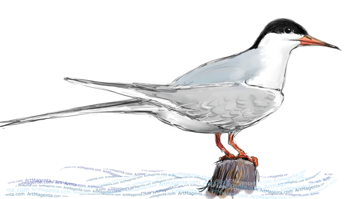 Common Tern sketch painting. Bird art drawing by illustrator Artmagenta