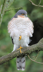 sparrowhawk male bird adult lancashire another wildlife watching blogs