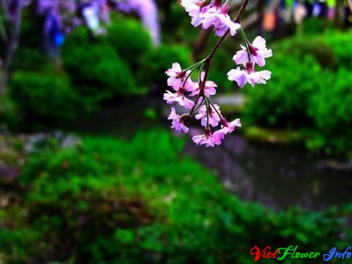 Ý nghĩa hoa anh đào - Sakura
