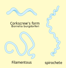 bakteri Spiral (Spirilum)