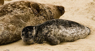 bebé en la playa foca