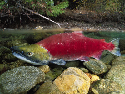 Red-Salmon-Fish.jpg
