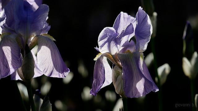 Fiori di iris in controluce