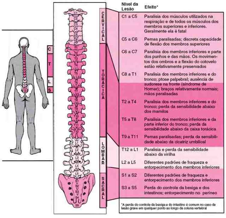 NEUROPSICOPEDAGOGO MEDULA ESPINHAL NEUROPSICOPEDAGOGO MEDULA ESPINHAL