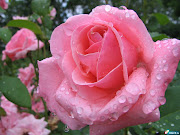Flor preferida. (linda rosa flor belissima wallpaper)