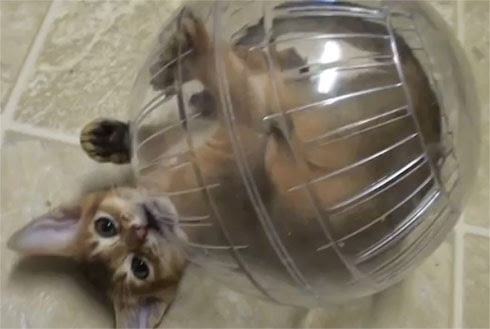 Video : 小猫とハムスターボール