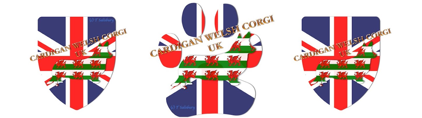 Cardigan Welsh Corgi UK